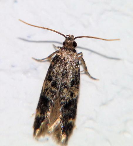 Réf. 252 139 : Oegoconia sp.